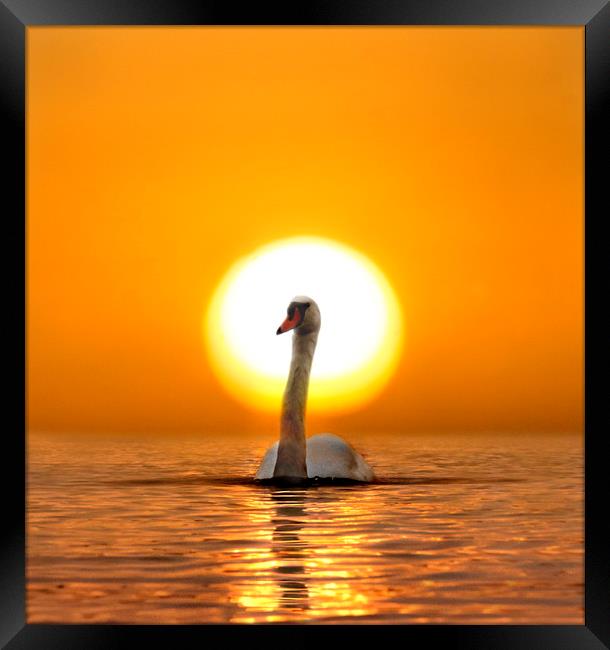 Swan Song Framed Print by Adrian Campfield