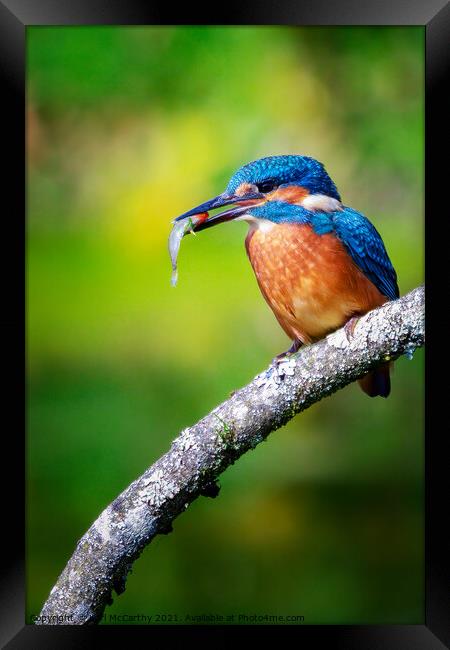 Kingfisher's catch of the day Framed Print by Karl McCarthy