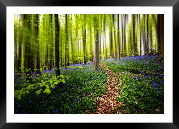 Bluebell Woods Framed Mounted Print by Karl McCarthy
