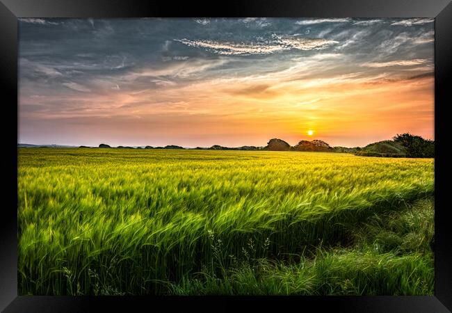 Fields of Gold Framed Print by Karl McCarthy