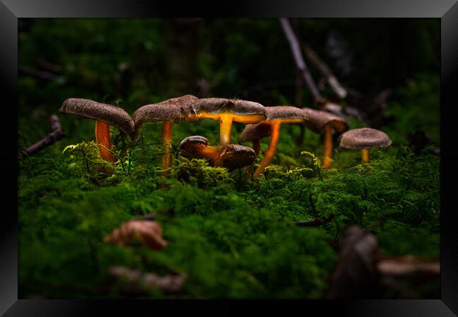 Glowing Fungi Framed Print by Karl McCarthy