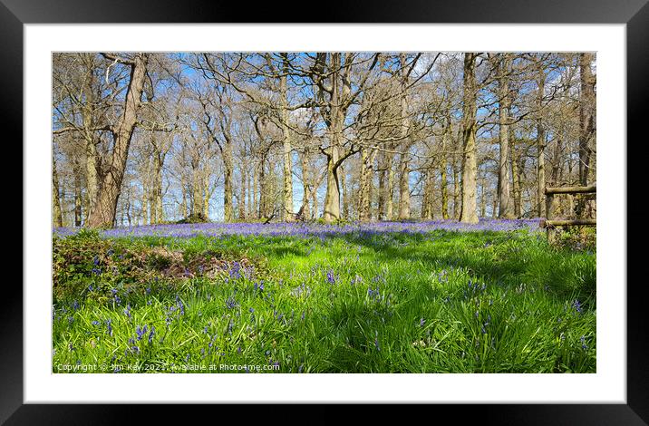 Bluebell Wood Norfolk Framed Mounted Print by Jim Key