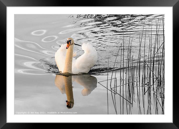 White Swan   Framed Mounted Print by Jim Key