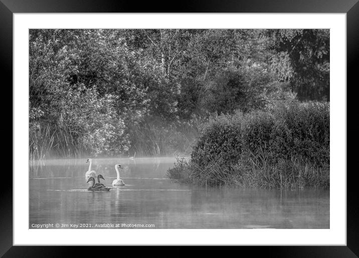 Swans and Cygnets Black and White    Framed Mounted Print by Jim Key