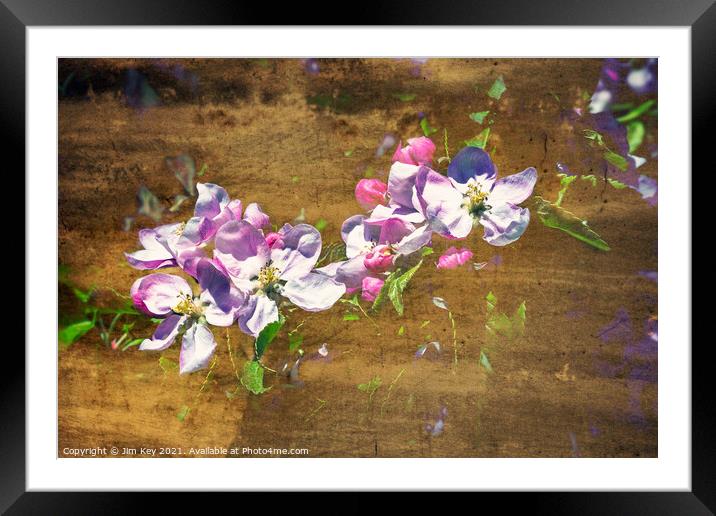 Apple Blossom Art       Framed Mounted Print by Jim Key