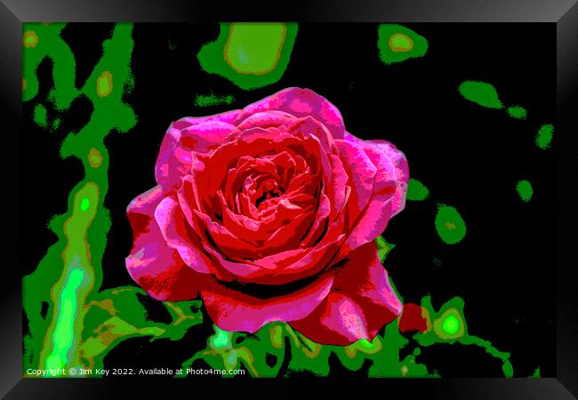 Red Rose  Framed Print by Jim Key