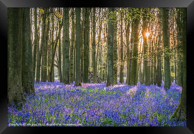 Sunlit Bluebell Wood  Framed Print by Jim Key