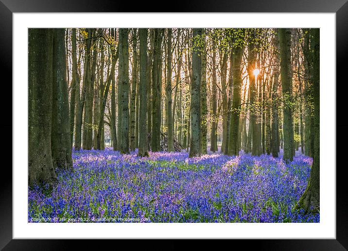 Sunlit Bluebell Wood  Framed Mounted Print by Jim Key