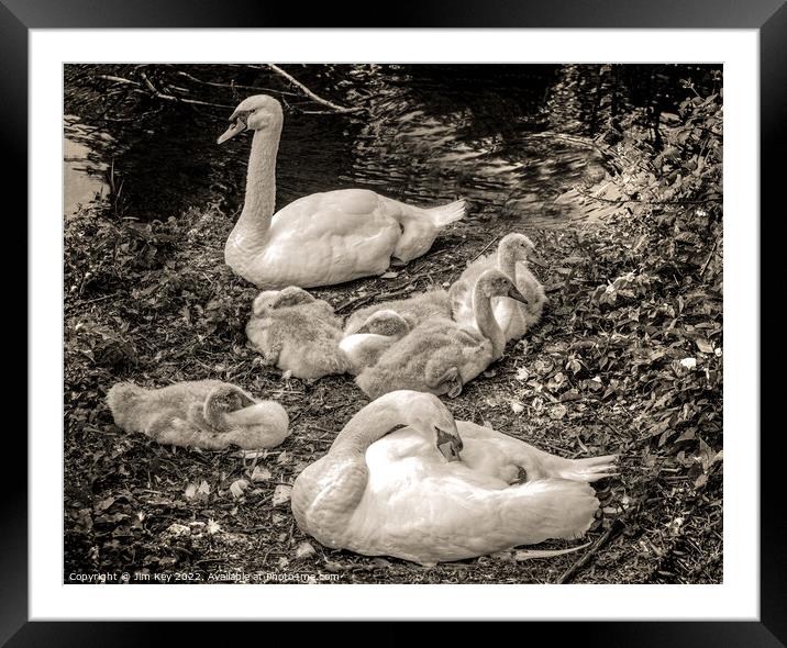 Swans and Cygnets  Framed Mounted Print by Jim Key
