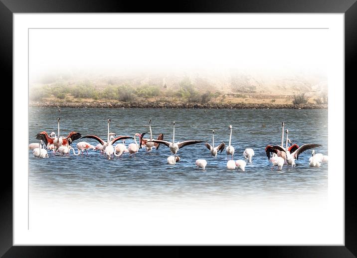 Salt Lake Flamingos  Peyriac-de-Mer Framed Mounted Print by Jim Key