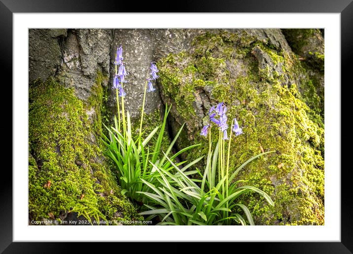 Sunrise in the Bluebell Wood Framed Mounted Print by Jim Key