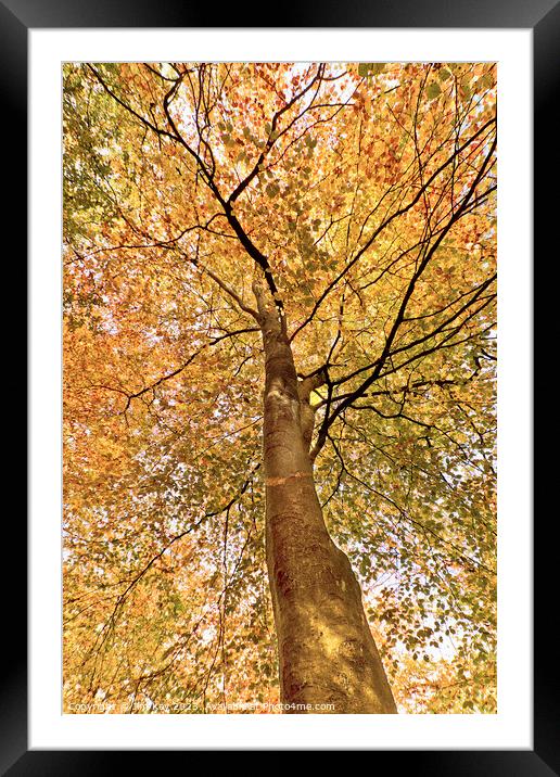 Beech Canopy Autumn Colour  Framed Mounted Print by Jim Key