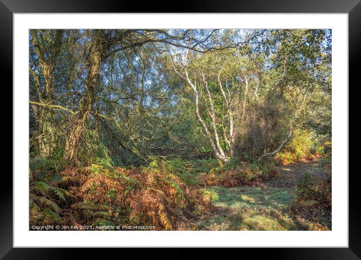 Autumn Clearing in a Norfolk Wood  Framed Mounted Print by Jim Key