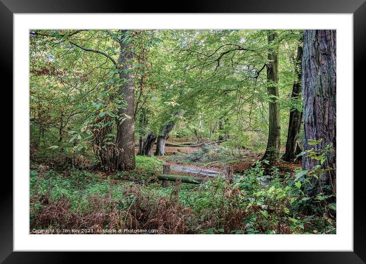 Norfolk woodland Framed Mounted Print by Jim Key