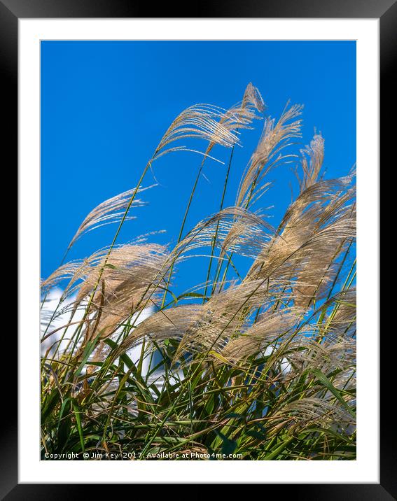 Pampas Grass on the Beach Framed Mounted Print by Jim Key