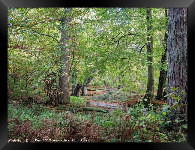 Norfolk Woodland Framed Print by Jim Key