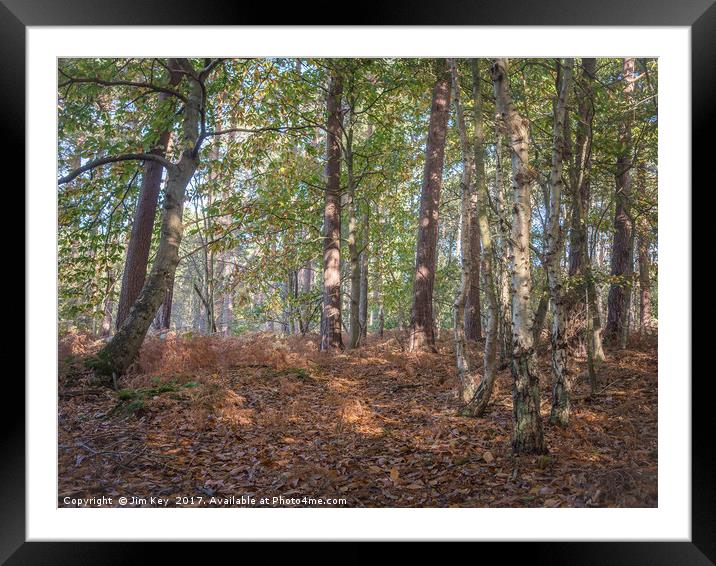 October in Woodland Framed Mounted Print by Jim Key
