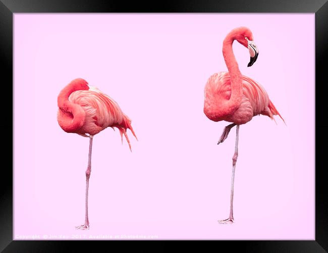 Flamingos on Pink Framed Print by Jim Key