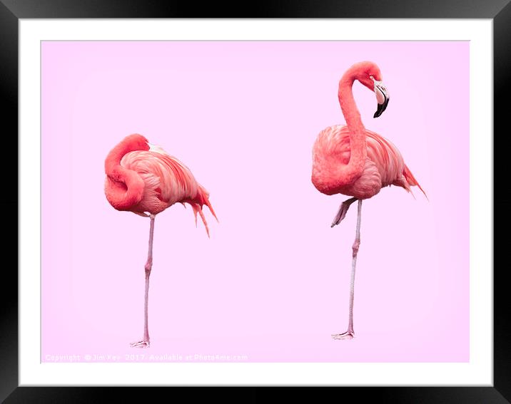 Flamingos on Pink Framed Mounted Print by Jim Key
