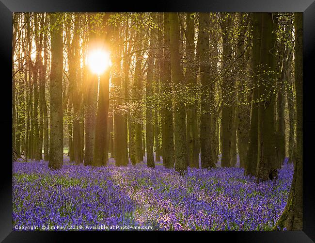 Sunshine in the Bluebell Wood Framed Print by Jim Key