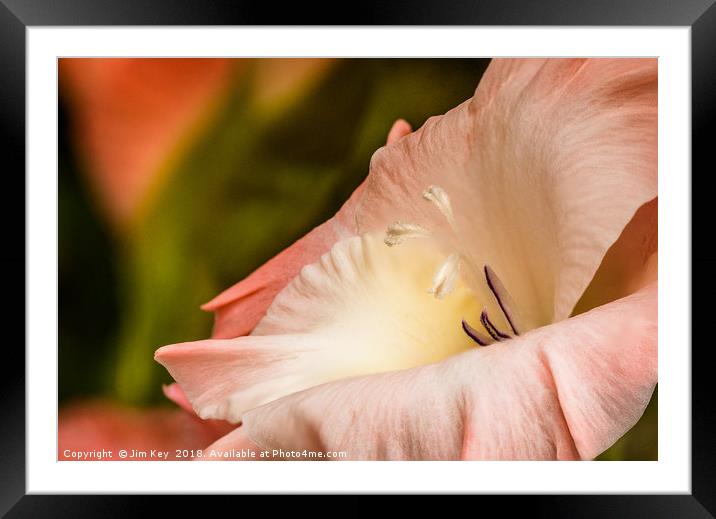 Gladioli Framed Mounted Print by Jim Key