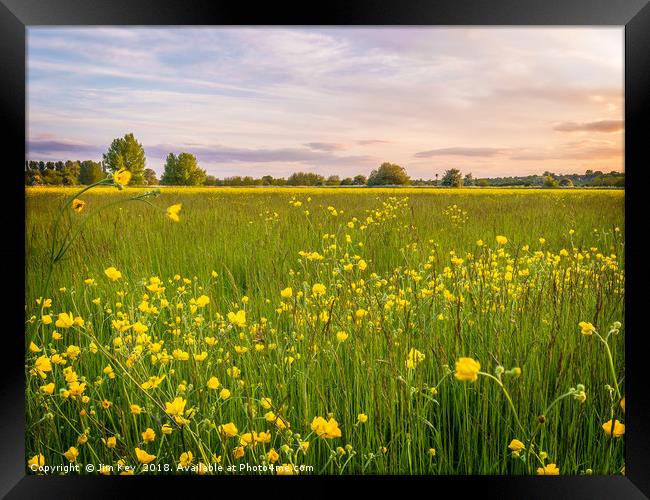 Buttercups in Summer Framed Print by Jim Key