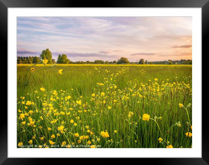 Buttercups in Summer Framed Mounted Print by Jim Key