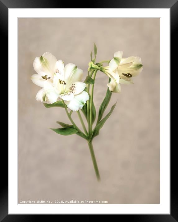 White Lily Framed Mounted Print by Jim Key