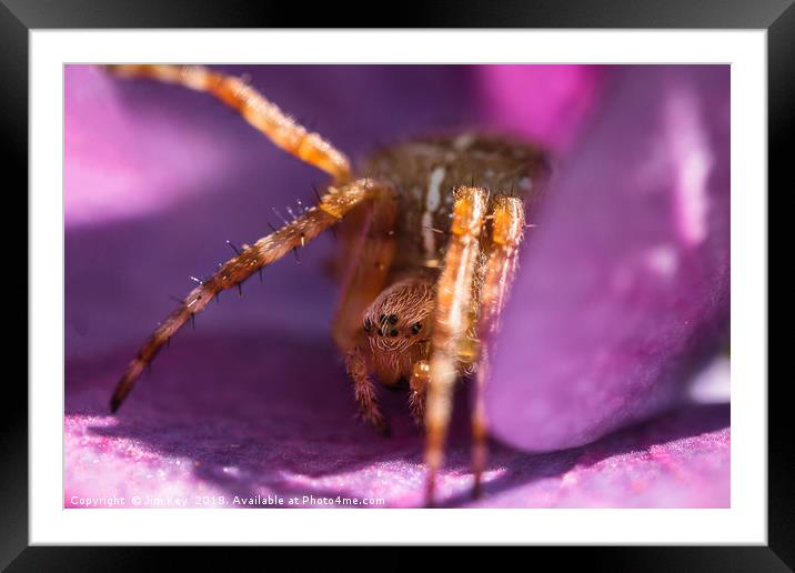 Tiny Spider Macro Framed Mounted Print by Jim Key