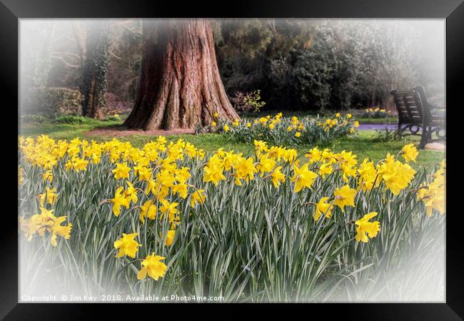 Daffodils and a Park Bench Framed Print by Jim Key
