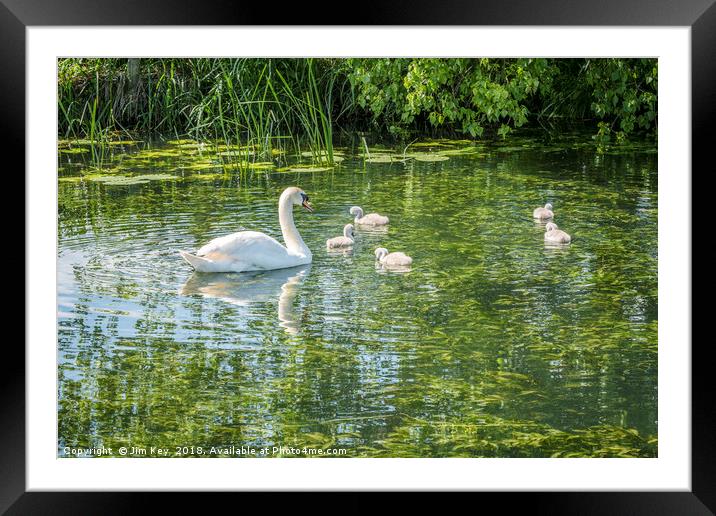 Swans with Cygnets (2) Framed Mounted Print by Jim Key