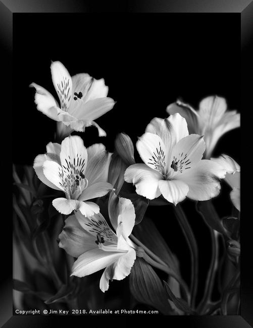 White Lily Black and White  Framed Print by Jim Key