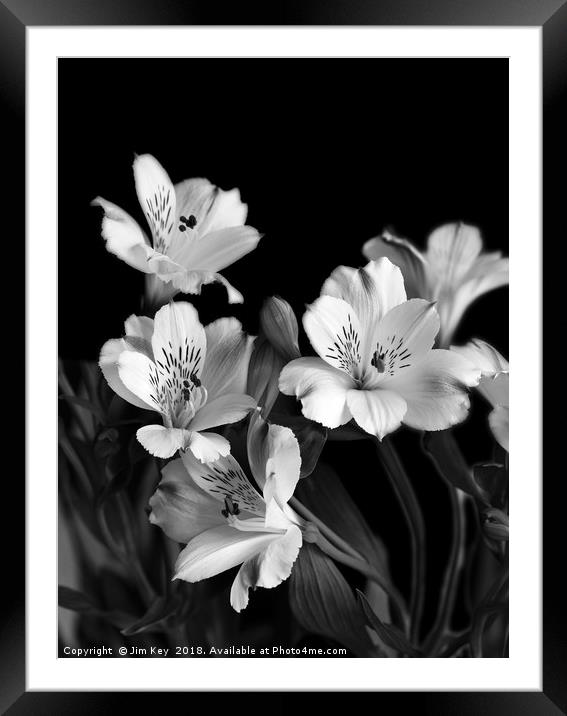 White Lily Black and White  Framed Mounted Print by Jim Key