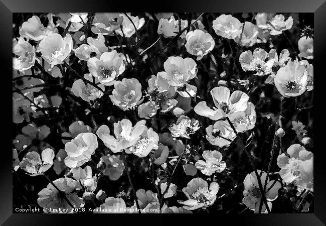 Buttercups in Black and White Framed Print by Jim Key