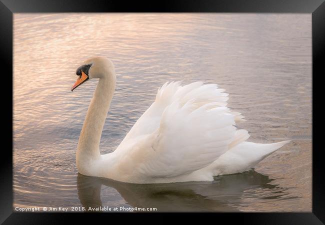 White Swan at Sunset   Framed Print by Jim Key