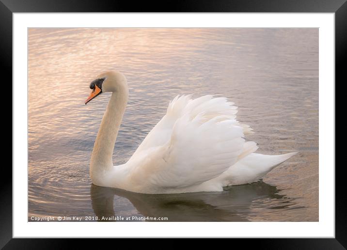 White Swan at Sunset   Framed Mounted Print by Jim Key