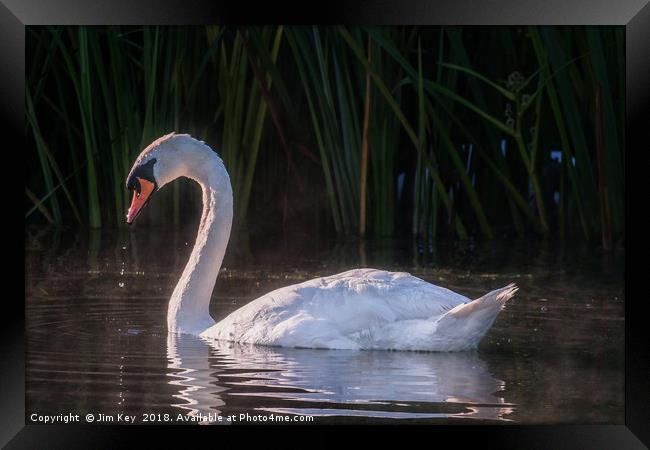 White Swan Feeding at Sunrise Framed Print by Jim Key