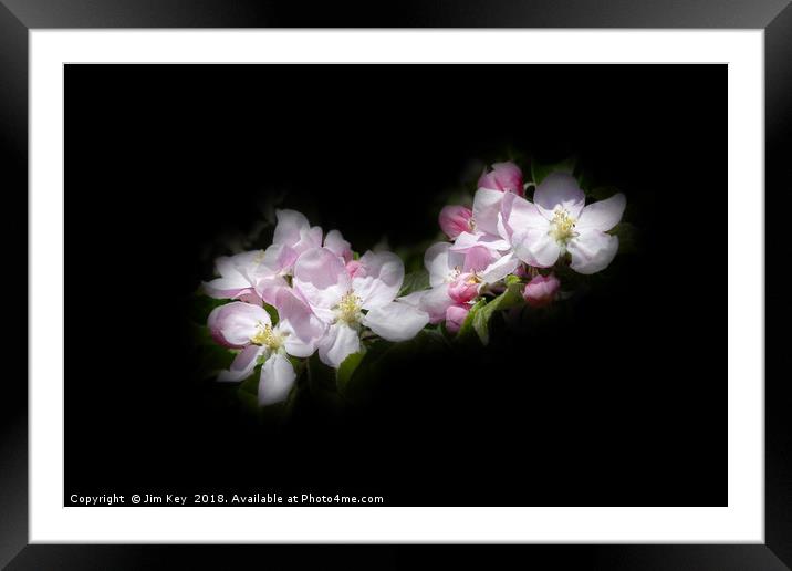 Apple Blossom on Black Canvas Framed Mounted Print by Jim Key