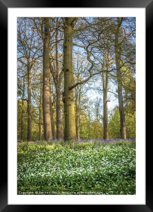 Bluebells and  Wild Garlic  Framed Mounted Print by Jim Key