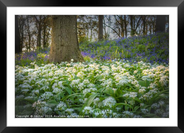 Wild Garlic in a Bluebell Wood Norfolk Framed Mounted Print by Jim Key