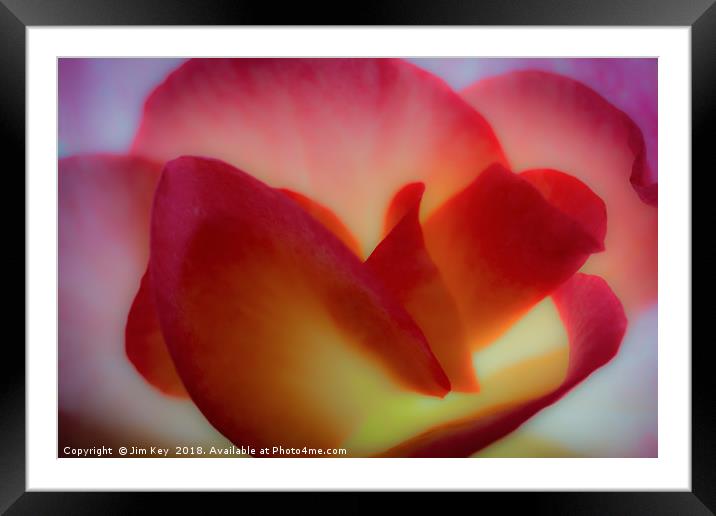 Close up of a Begonia in Abstract Framed Mounted Print by Jim Key