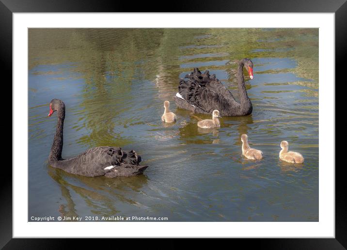 A pair of Black Swan with Four Cygnets Framed Mounted Print by Jim Key