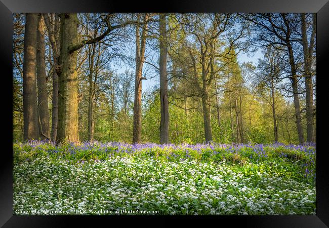 Wild Garlic in a Bluebell Wood Framed Print by Jim Key