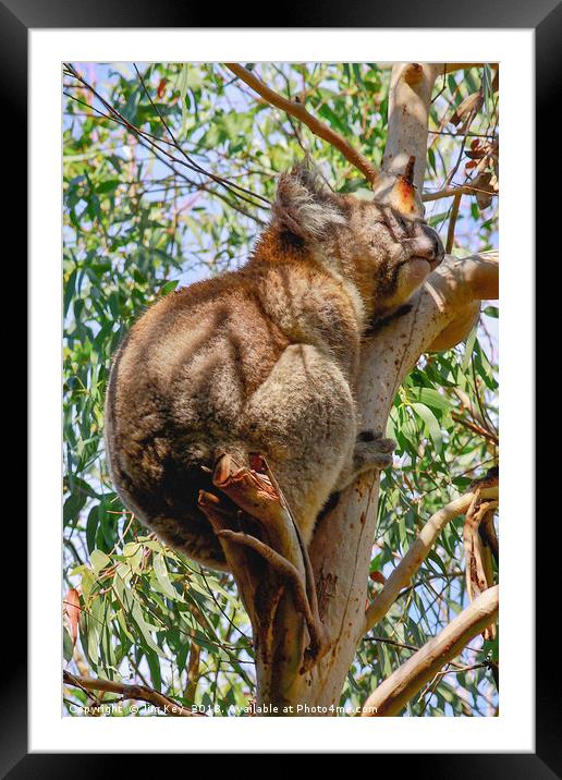 Koala Bear Kennet River Australia Framed Mounted Print by Jim Key