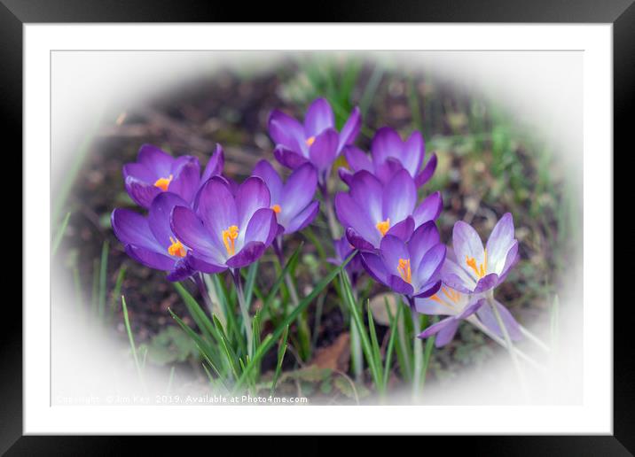 Crocuses on a Sunny Day Framed Mounted Print by Jim Key