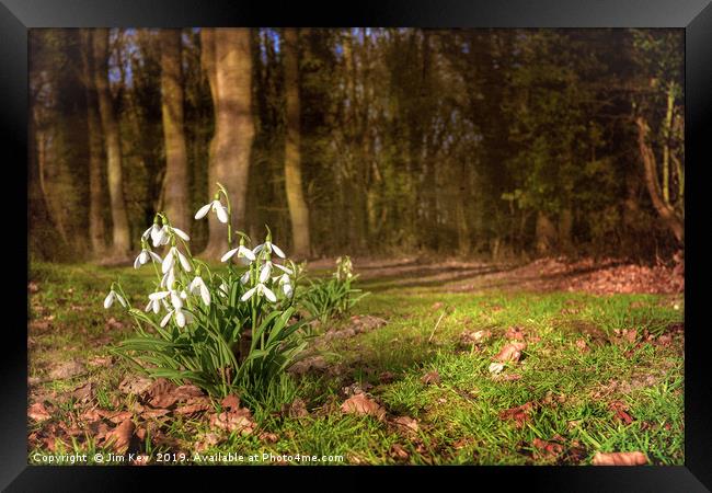 Snowdrops in  Woodland Framed Print by Jim Key