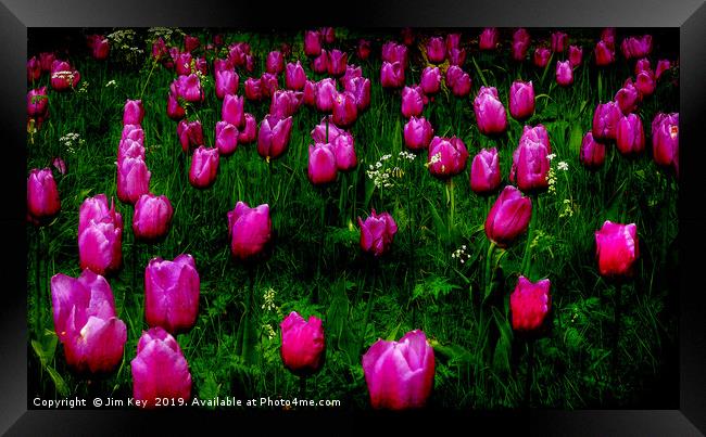 Tulips Abstract Framed Print by Jim Key