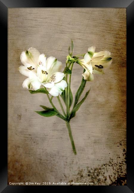 White Lily Framed Print by Jim Key