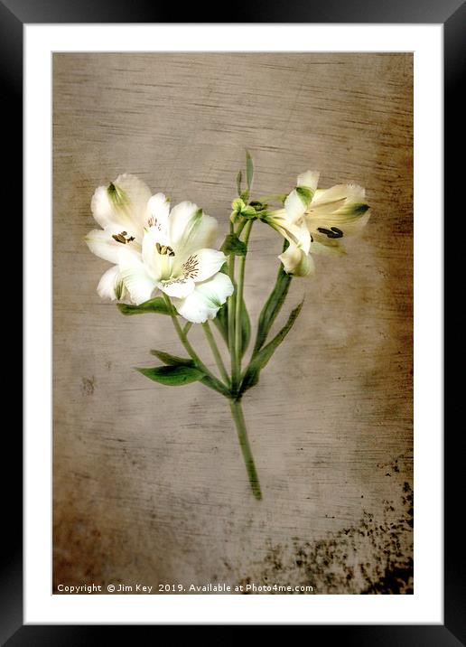 White Lily Framed Mounted Print by Jim Key