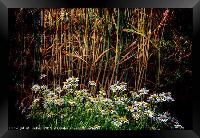 Daisies in a Wheat Field Framed Print by Jim Key